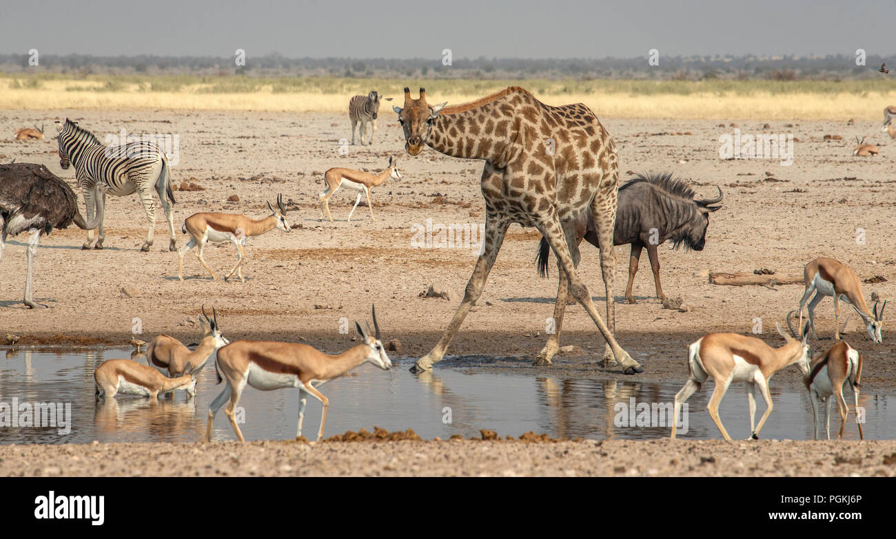 Une girafe se pencher en avant à un point d'Etosha détendue avec une variété d'animaux y compris l'alcool, l'autruche girafe gnous ,, zèbre, springbok Banque D'Images