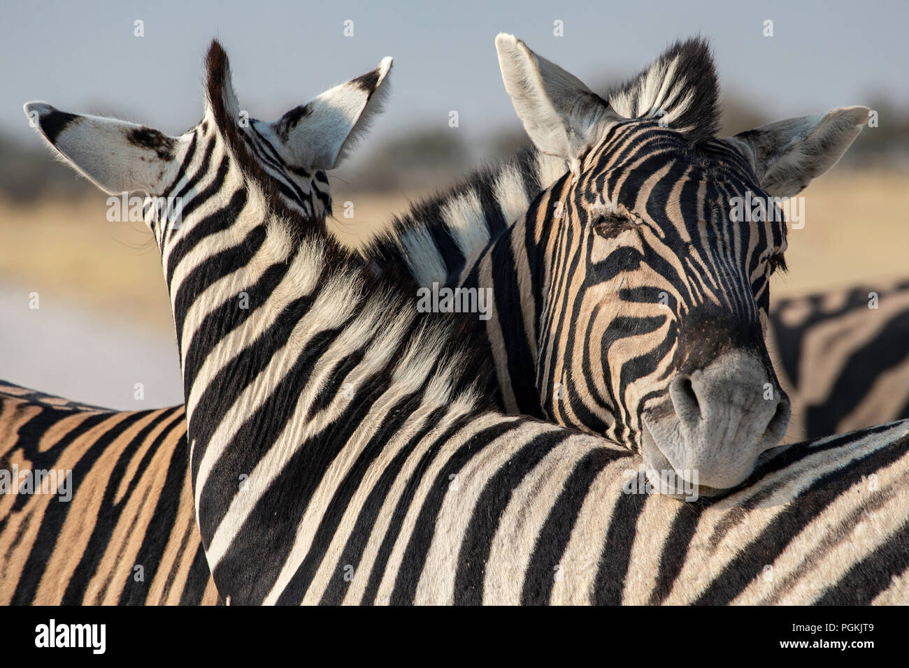 Deux plaines ou le zèbre de Burchell - Equus quagga Burchellii Equus ou repos - leurs têtes sur leurs dos dans le parc d'Etosha, Namibie. Banque D'Images