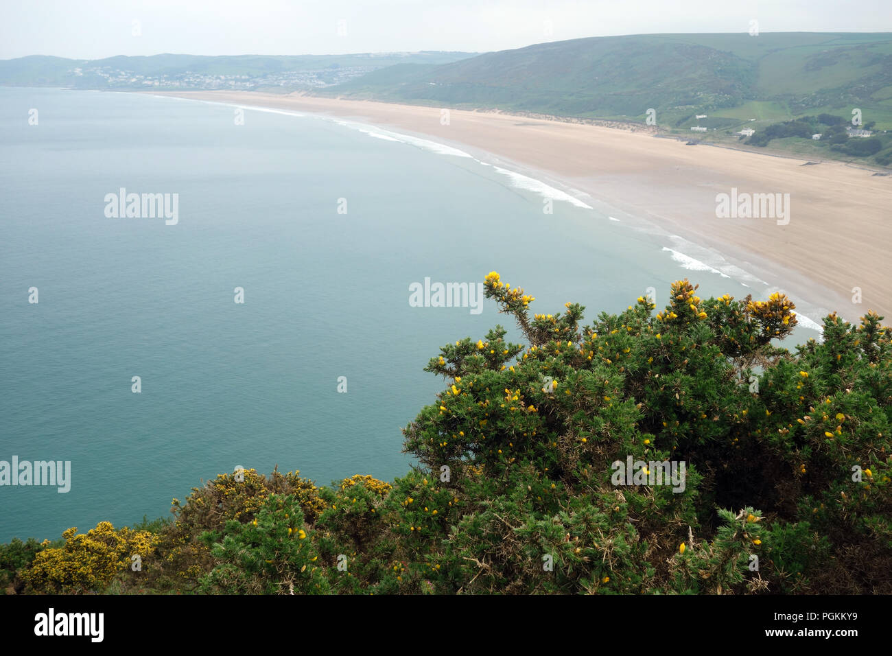 L'ajonc avec Bush et Putsborough Woolacombe Beach dans la baie de Falaise Morte nappe sur le chemin côtier du sud-ouest du Devon, Angleterre, Royaume-Uni. Banque D'Images