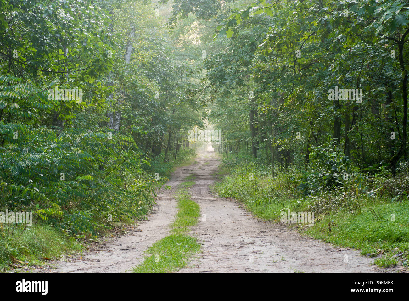 Feuillage des chemins de terre Banque de photographies et d’images à ...