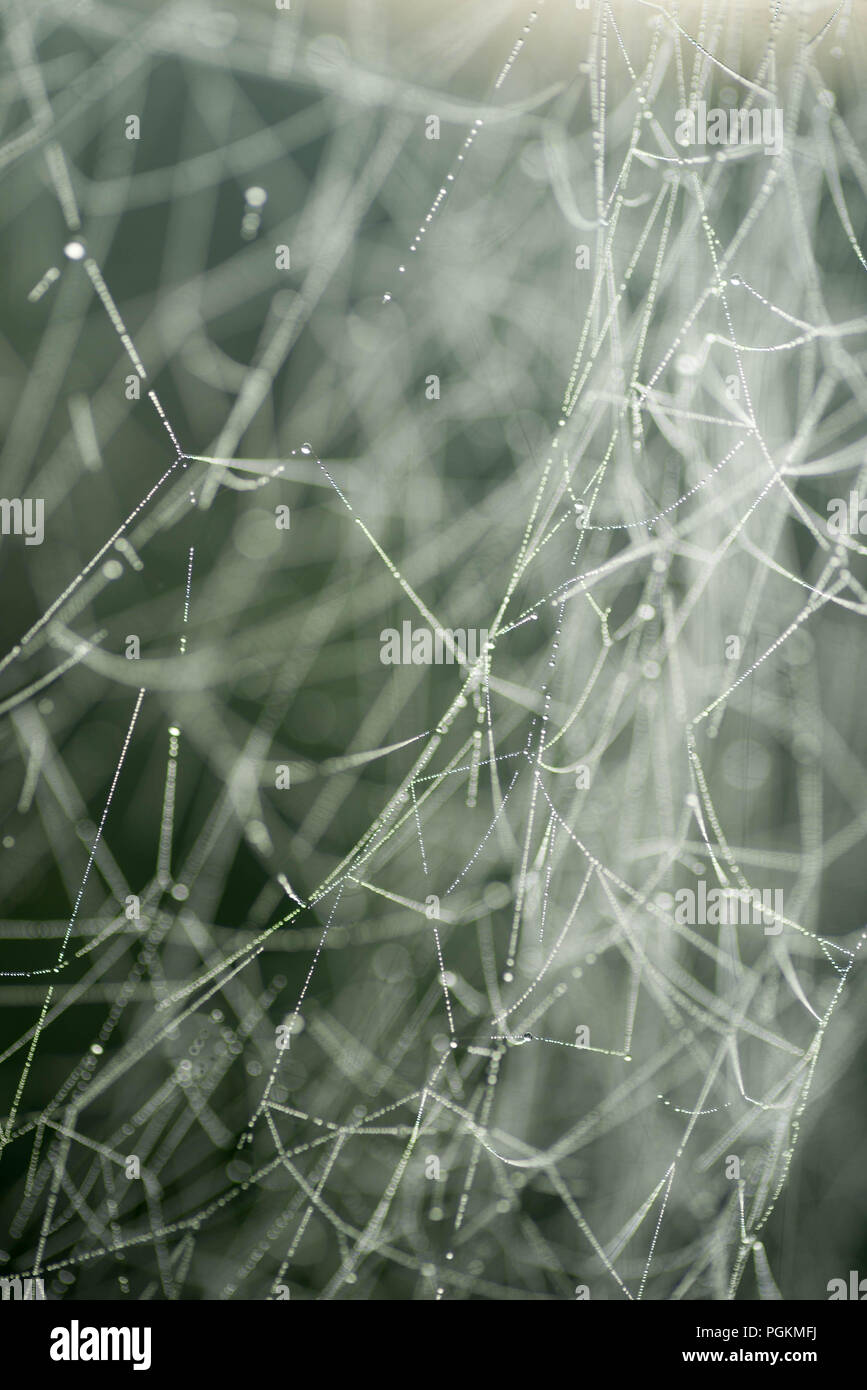 Spider web couverte de rosée du matin focus macro Banque D'Images