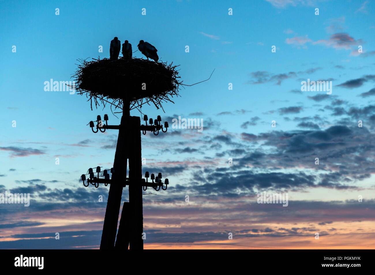 Famille de cigognes dans leur nid pendant le coucher du soleil, parc national de Biebrza Banque D'Images