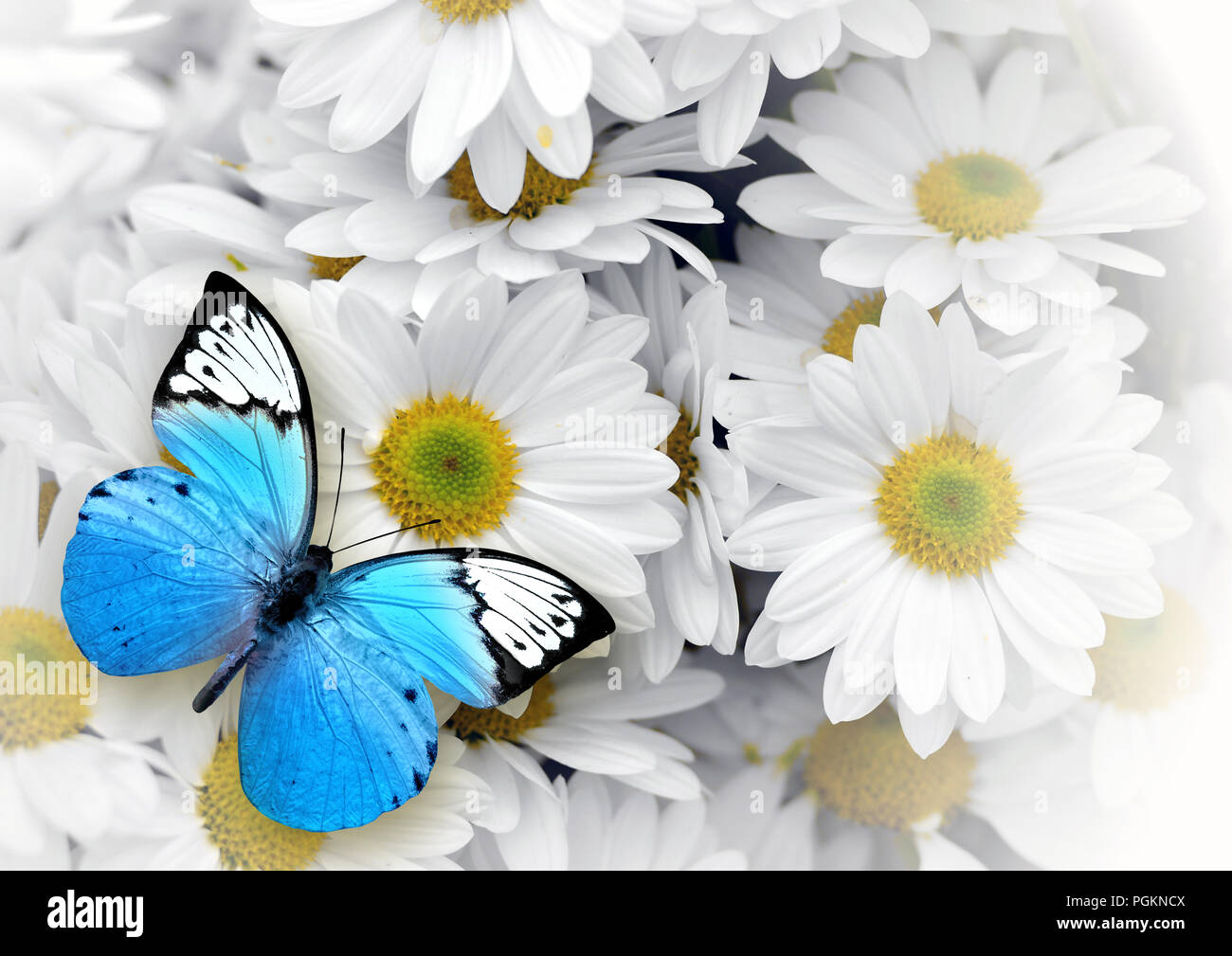Papillon Bleu isolé sur fond de fleurs blanches. Insecte magnifique Banque D'Images