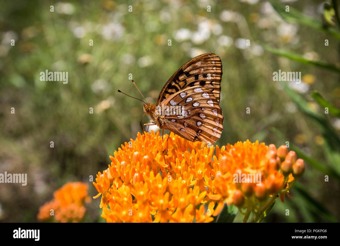 Un butter fly assis sur fleurs sauvages dans un champ dans le centre de l'Ohio. Banque D'Images