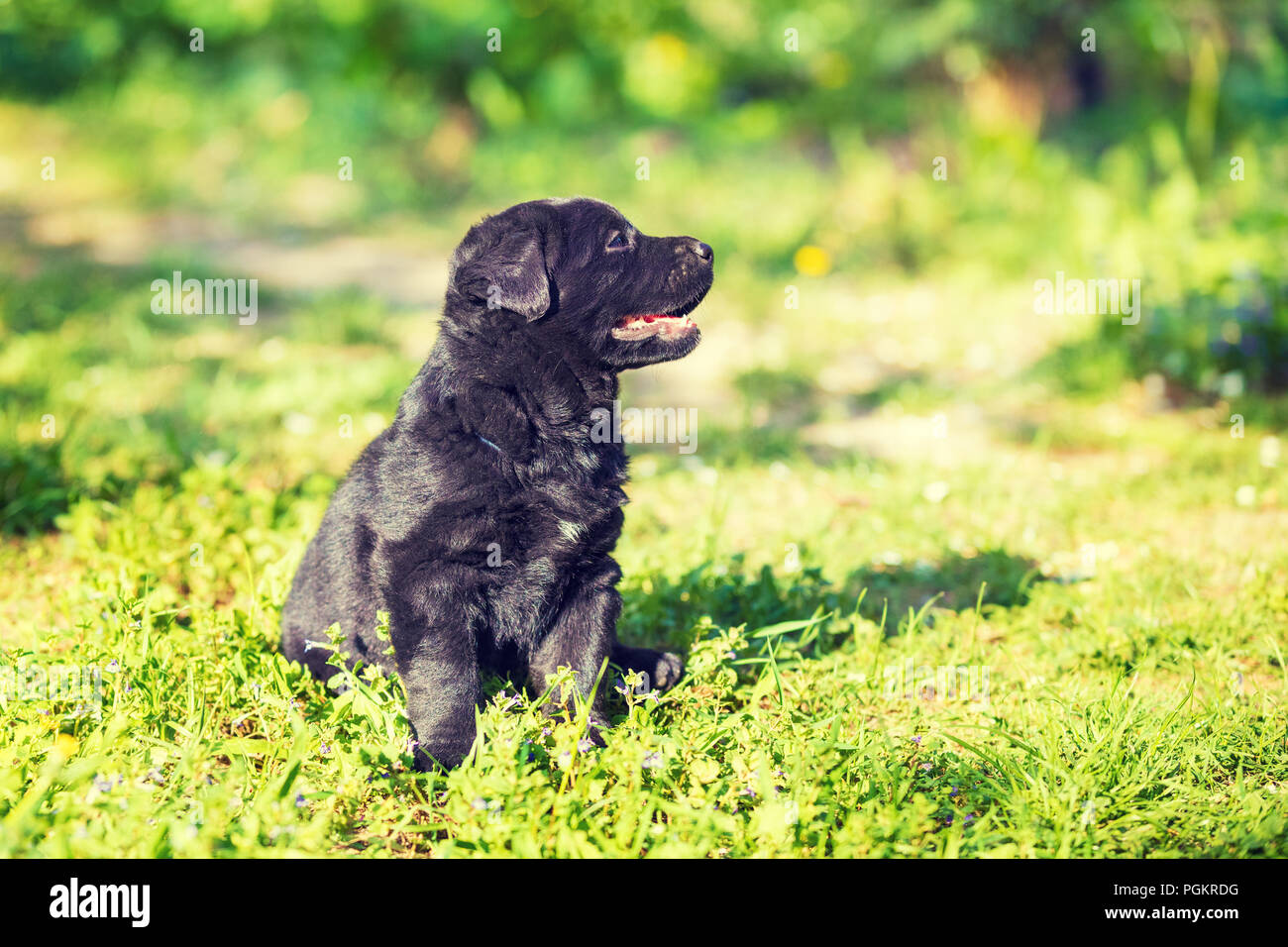 Chiot Labrador Retriever assis dans le jardin sur l'herbe Banque D'Images