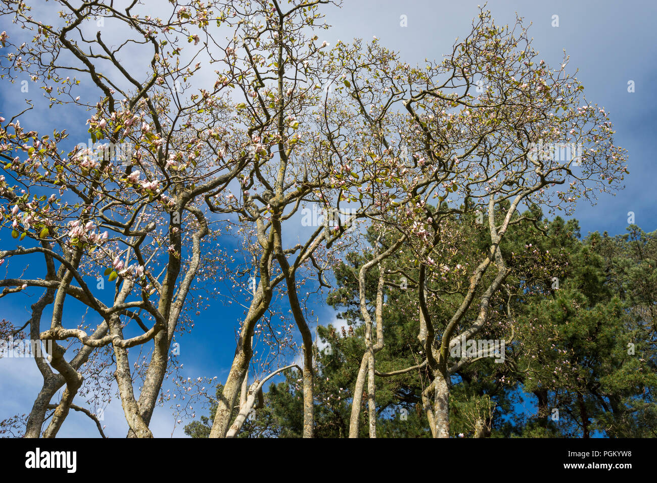 Un magnifique Magnolia en fleurs de soleil du printemps. Banque D'Images