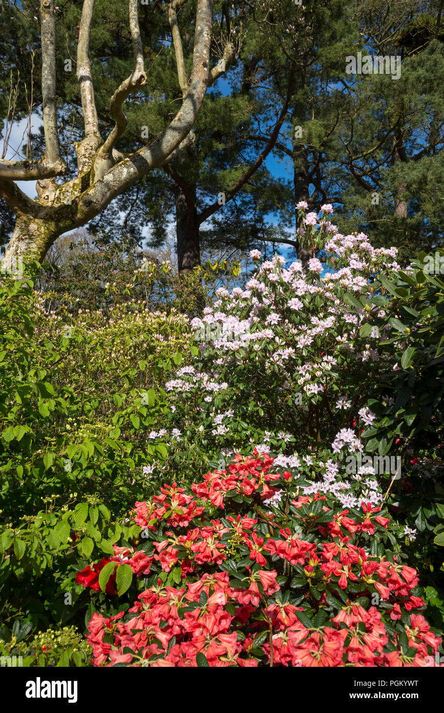 Rhododendrons et d'arbres matures dans un jardin de printemps. Banque D'Images