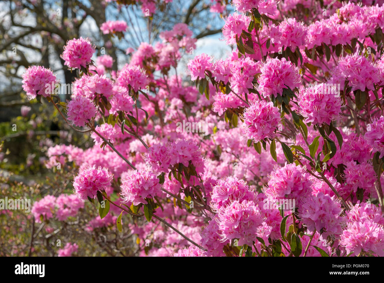 Floraison printanière rose vif sous un soleil de Rhododendron. Banque D'Images