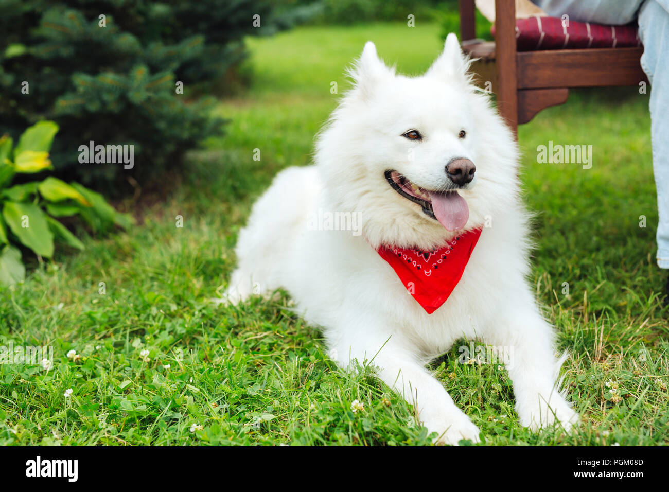 Chien Aux Yeux Verts Photos Chien Aux Yeux Verts Images
