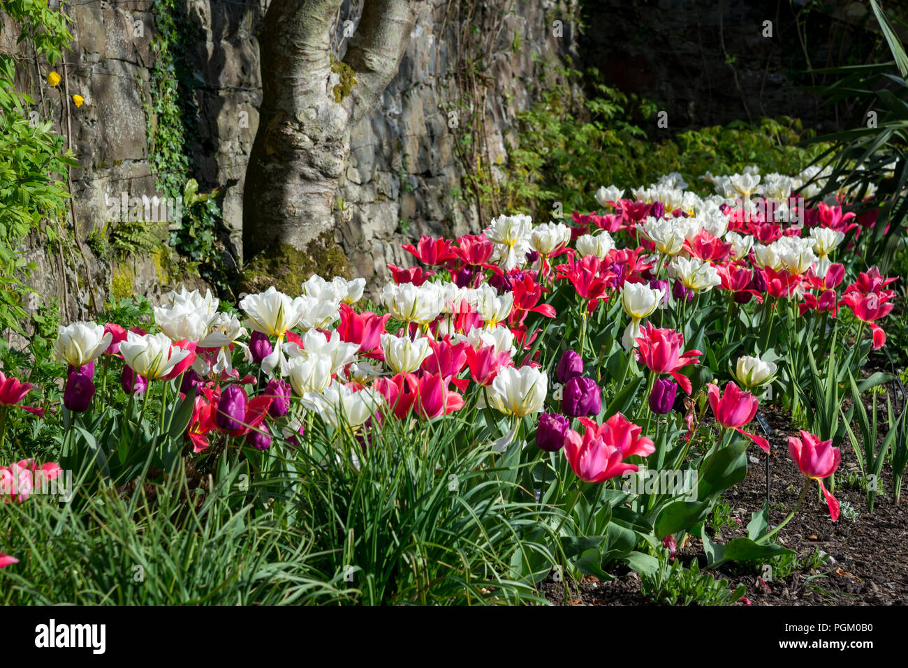 Mélange de fleurs tulipes doubles et simples dans un jardin de printemps au Pays de Galles, Royaume-Uni. Banque D'Images