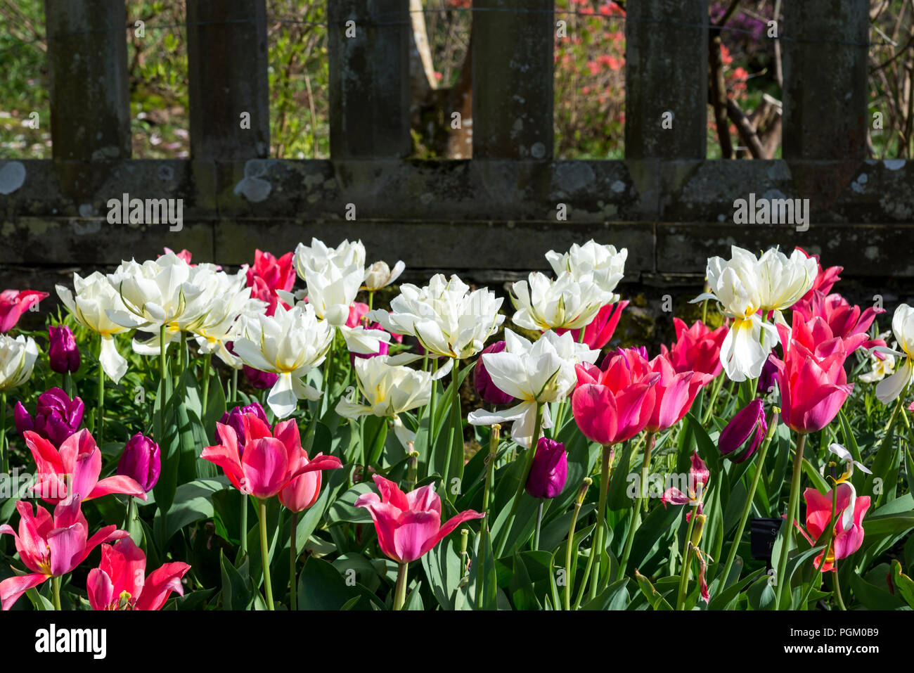Mélange de fleurs tulipes doubles et simples dans un jardin de printemps au Pays de Galles, Royaume-Uni. Banque D'Images