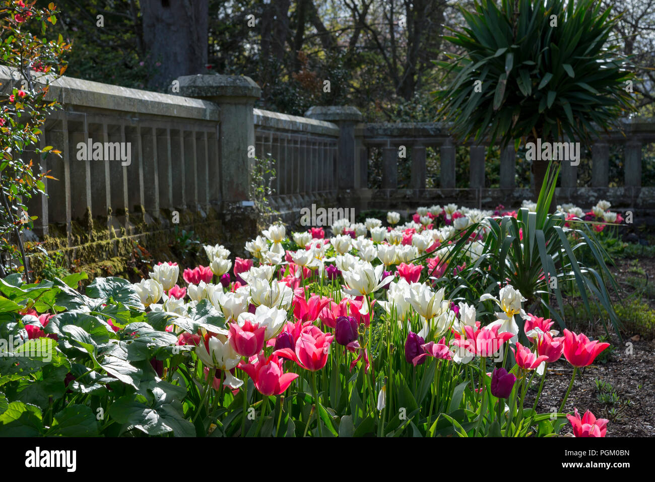 Mélange de fleurs tulipes doubles et simples dans un jardin de printemps au Pays de Galles, Royaume-Uni. Banque D'Images
