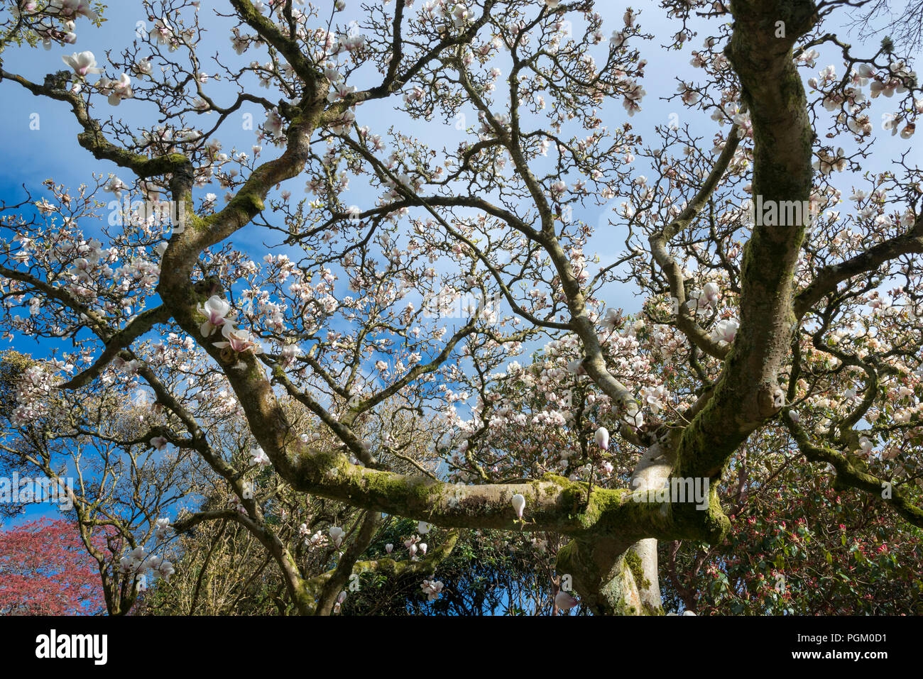 Belle Magnolia en pleine floraison dans soleil du printemps. Banque D'Images