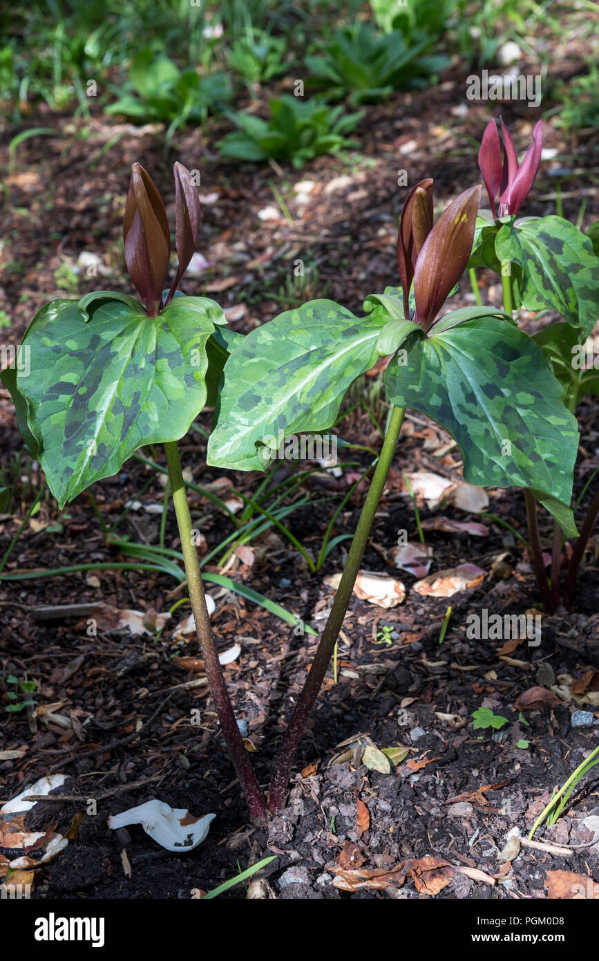 Trillium Chloropetalum var. giganteum. Une ombre floraison printanière vivace aimant. Banque D'Images
