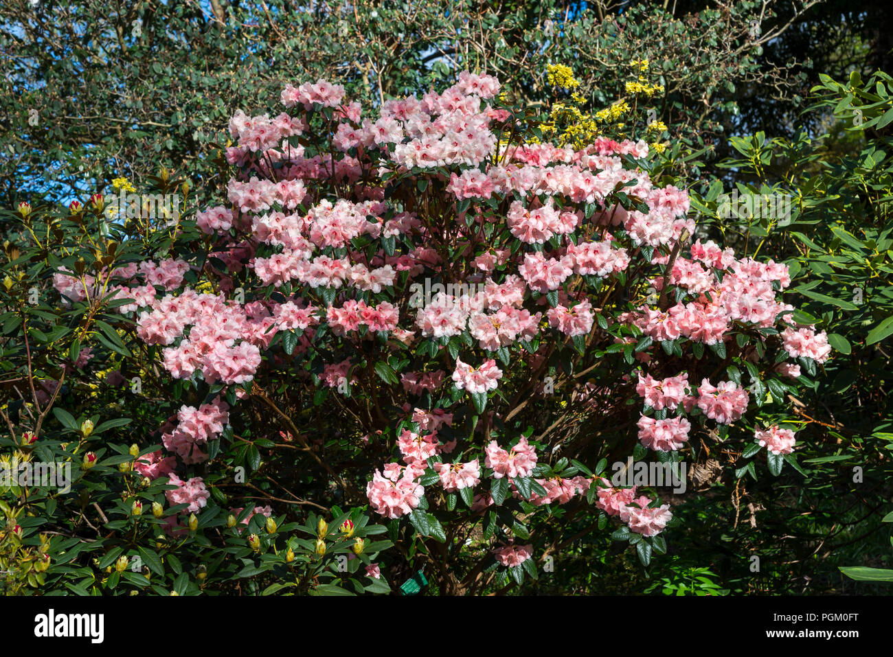 Rhododendron 'May Morn', une fleur rose Rhododendron floraison dans soleil du printemps. Banque D'Images