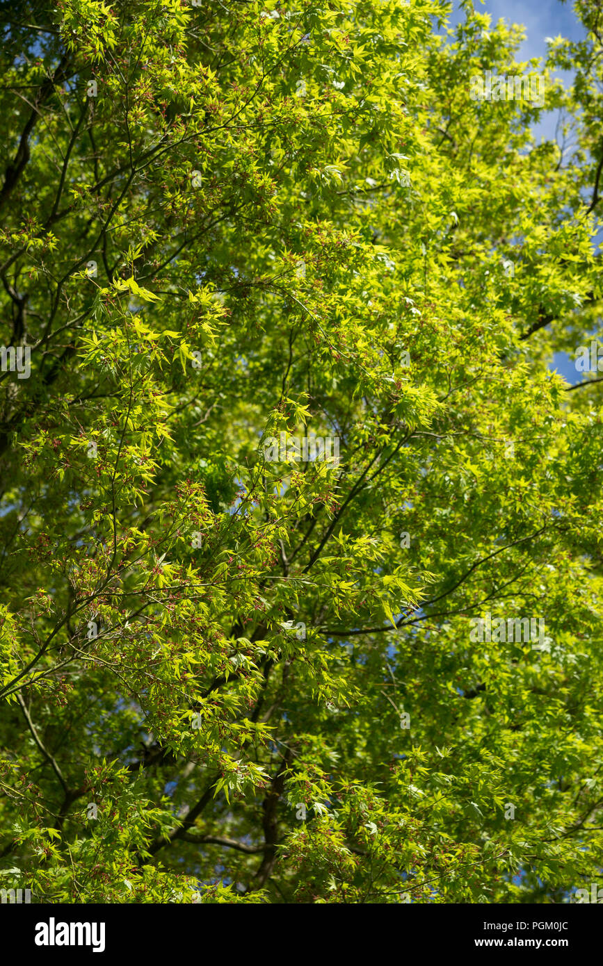 Le nouveau feuillage vert brillant sur un Acer japonais dans un jardin de printemps. Banque D'Images