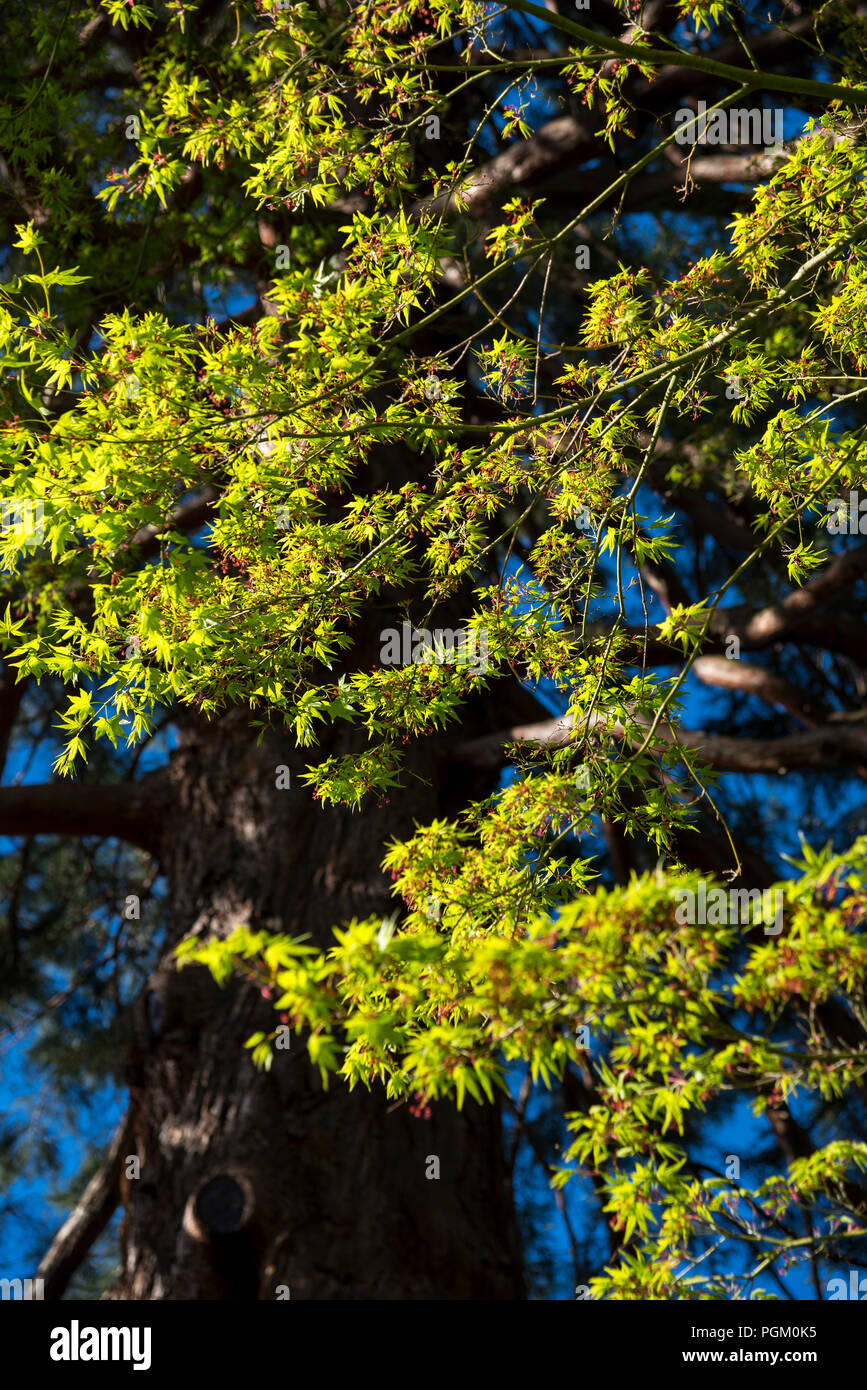 Le nouveau feuillage vert brillant sur un Acer japonais dans un jardin de printemps. Banque D'Images