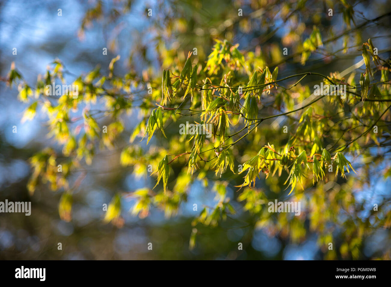 La lumière du soleil sur toute nouvelle croissance sur un arbre à feuilles fines Acer japonais au milieu du printemps. Banque D'Images
