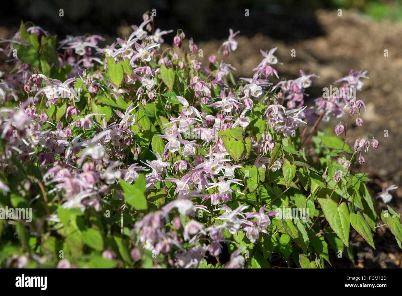 L'épimède Akebono, une plante vivace à fleurs de printemps doux avec des fleurs rose pâle et les feuilles en forme de coeur. Banque D'Images