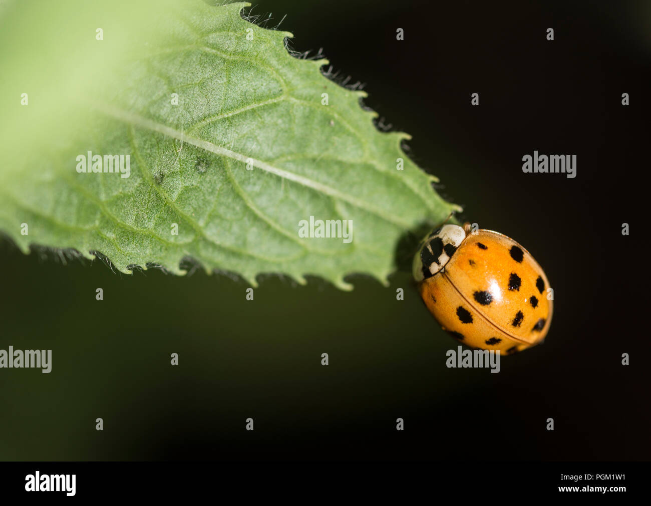 Coccinelle sur la pointe d'une feuille Banque D'Images