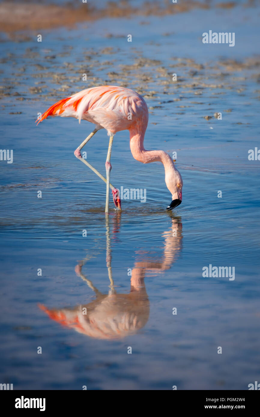 Gros plan d'une Laguna Chaxa dans flamingo chilien d'Atacama, salar, Chili Banque D'Images