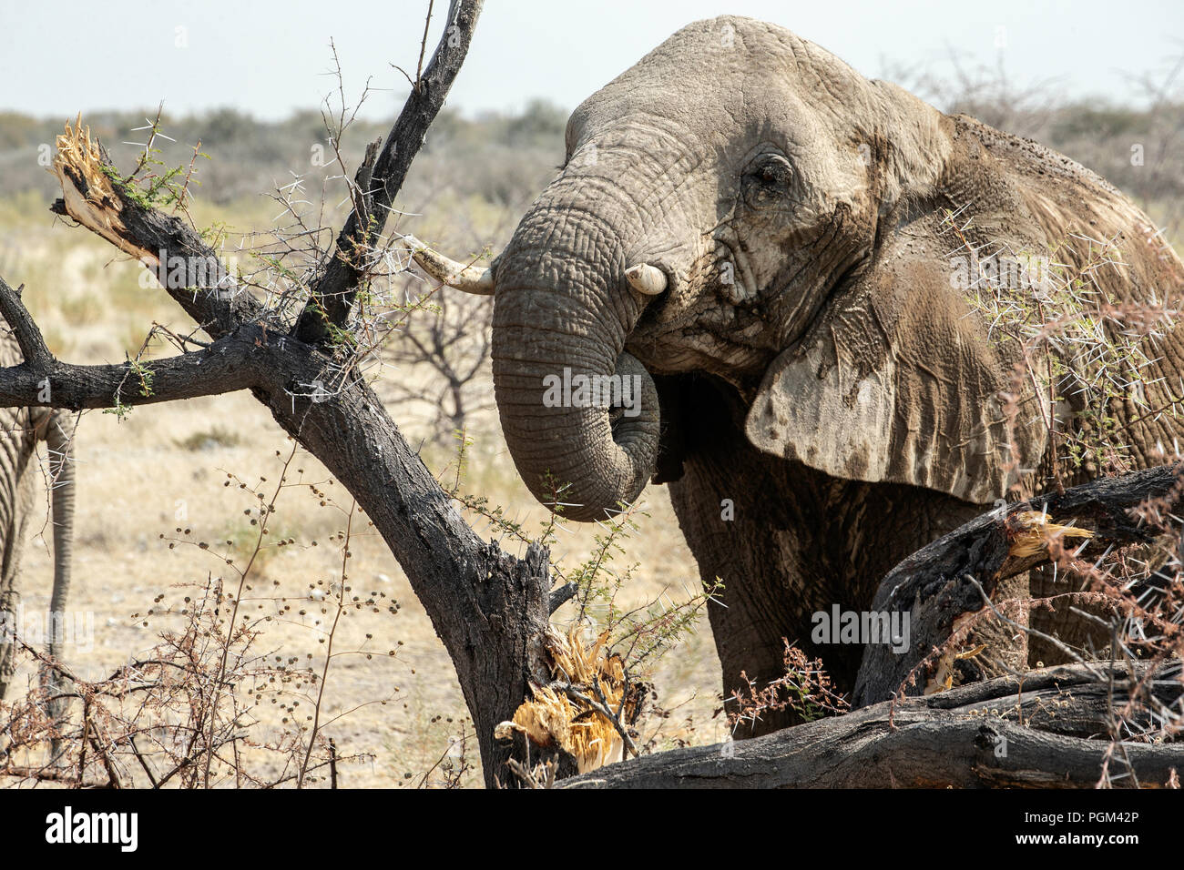 African Elephant - Loxodonta africana - manger des acacias dans le parc d'Etosha, Namibie. Banque D'Images