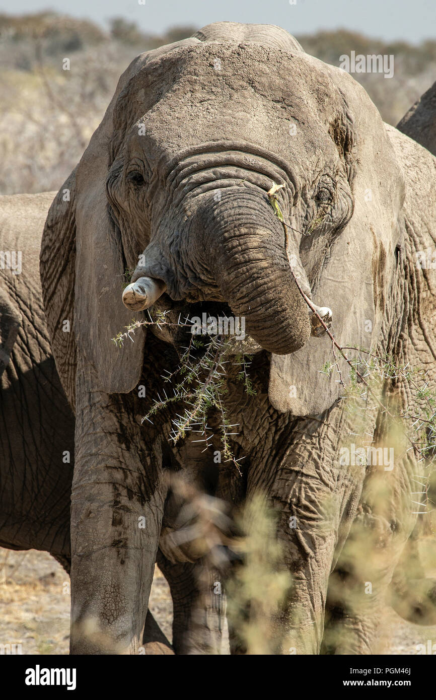 African Elephant - Loxodonta africana - manger des acacias dans le parc d'Etosha, Namibie. Banque D'Images