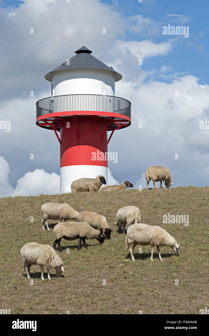 Moutons en avant du phare, Luehe, Altes Land (vieux pays), Basse-Saxe, Allemagne Banque D'Images