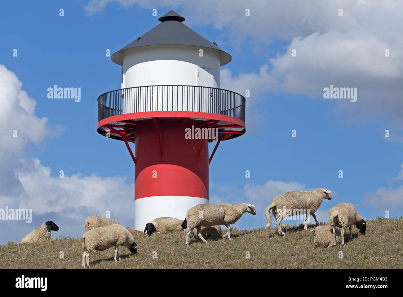 Moutons en avant du phare, Luehe, Altes Land (vieux pays), Basse-Saxe, Allemagne Banque D'Images