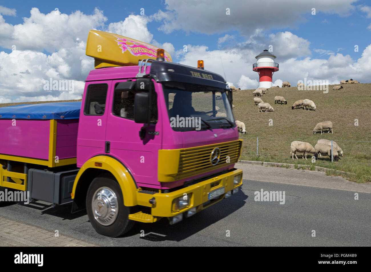 Camion violet mouton passant en face de phare, Luehe, Altes Land (vieux pays), Basse-Saxe, Allemagne Banque D'Images