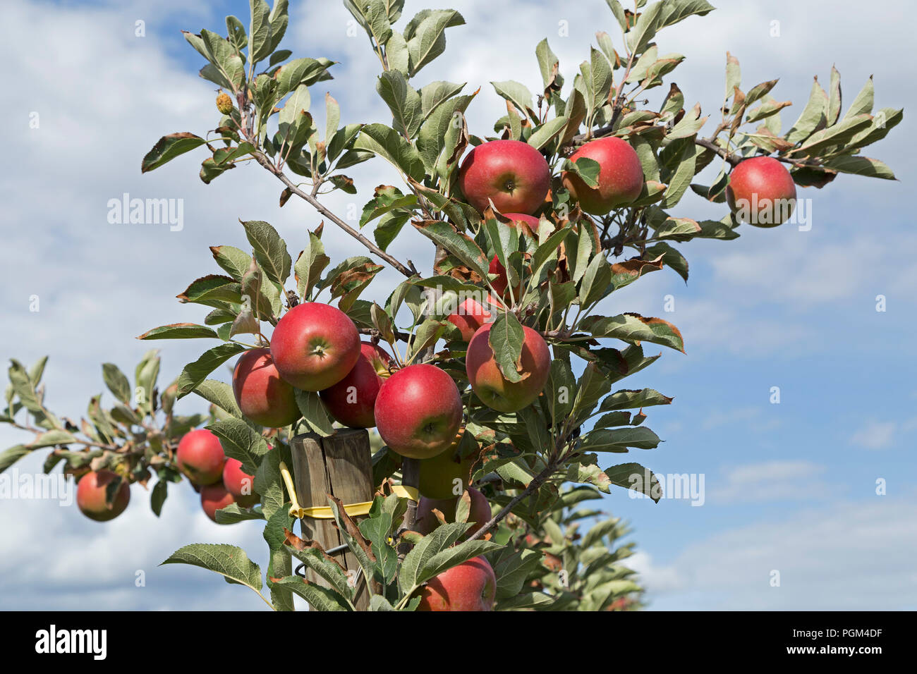 Pommes sur un arbre, Altes Land (vieux pays), Basse-Saxe, Allemagne Banque D'Images