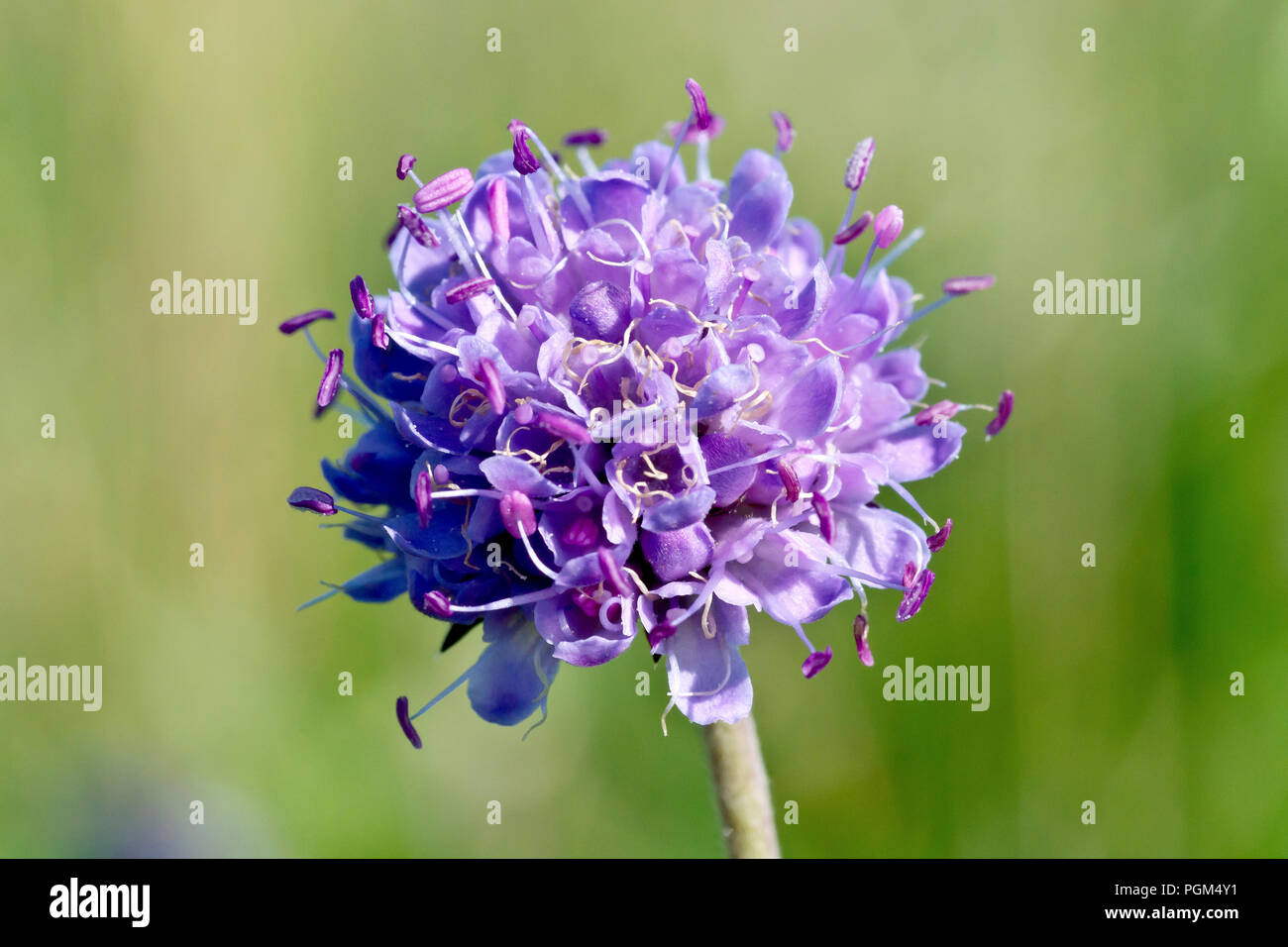 Devil's bit Scabious (succisa pratensis), close up d'un seul capitule. Banque D'Images