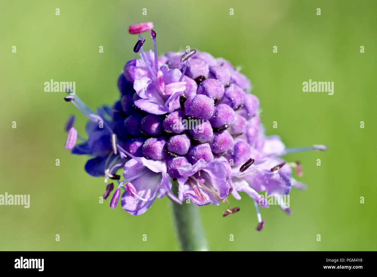Devil's bit Scabious (succisa pratensis), close up d'un seul capitule. Banque D'Images