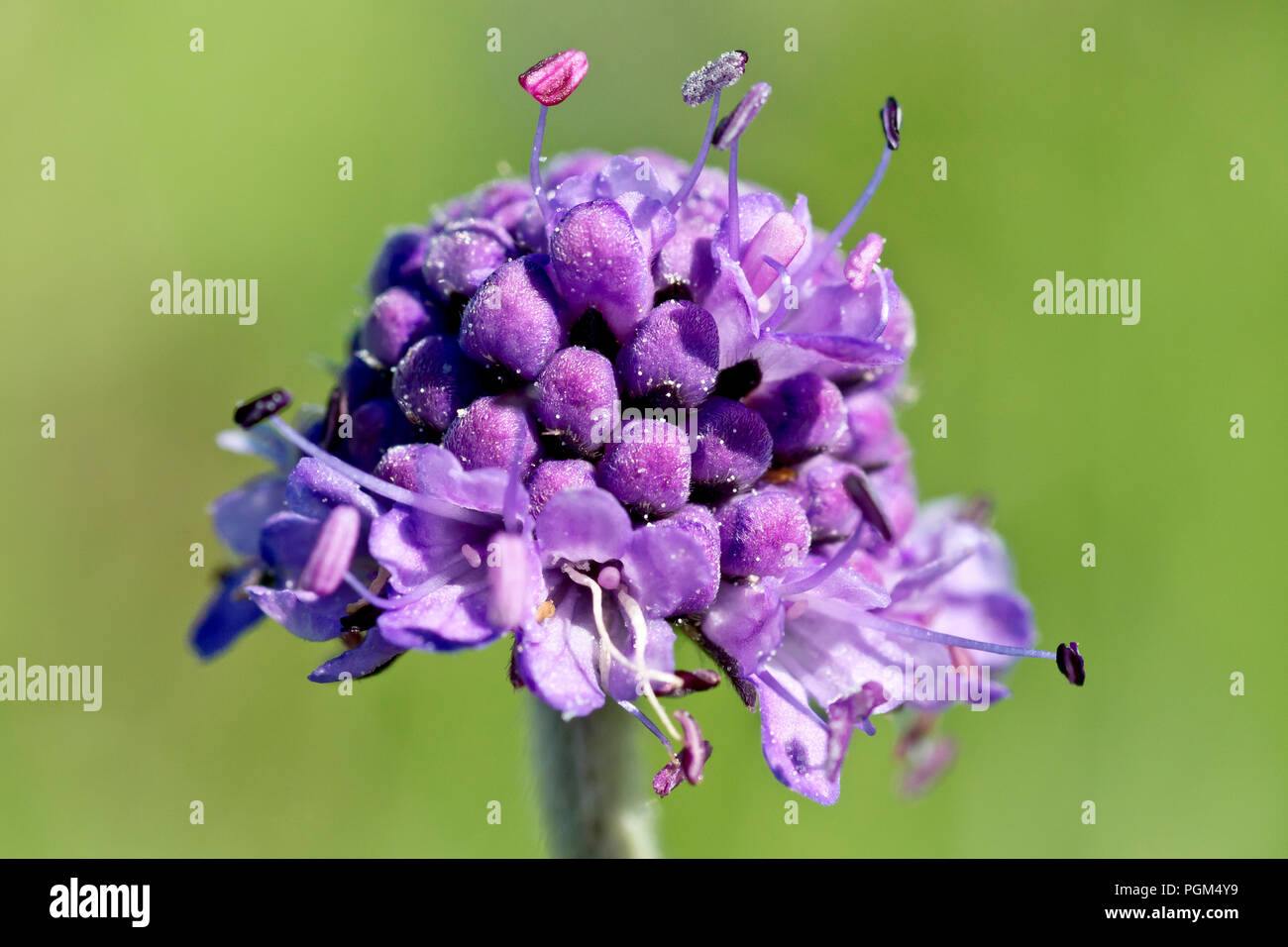 Devil's bit Scabious (succisa pratensis), close up d'un seul capitule. Banque D'Images
