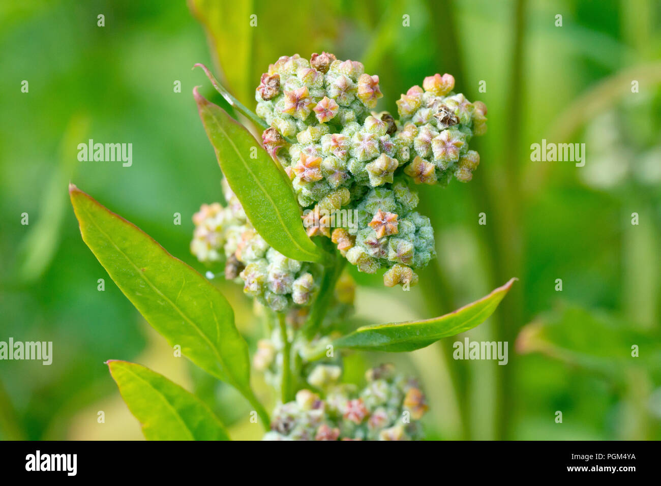 Poule-gras (Chenopodium album), close up de la fleur et les feuilles. Banque D'Images