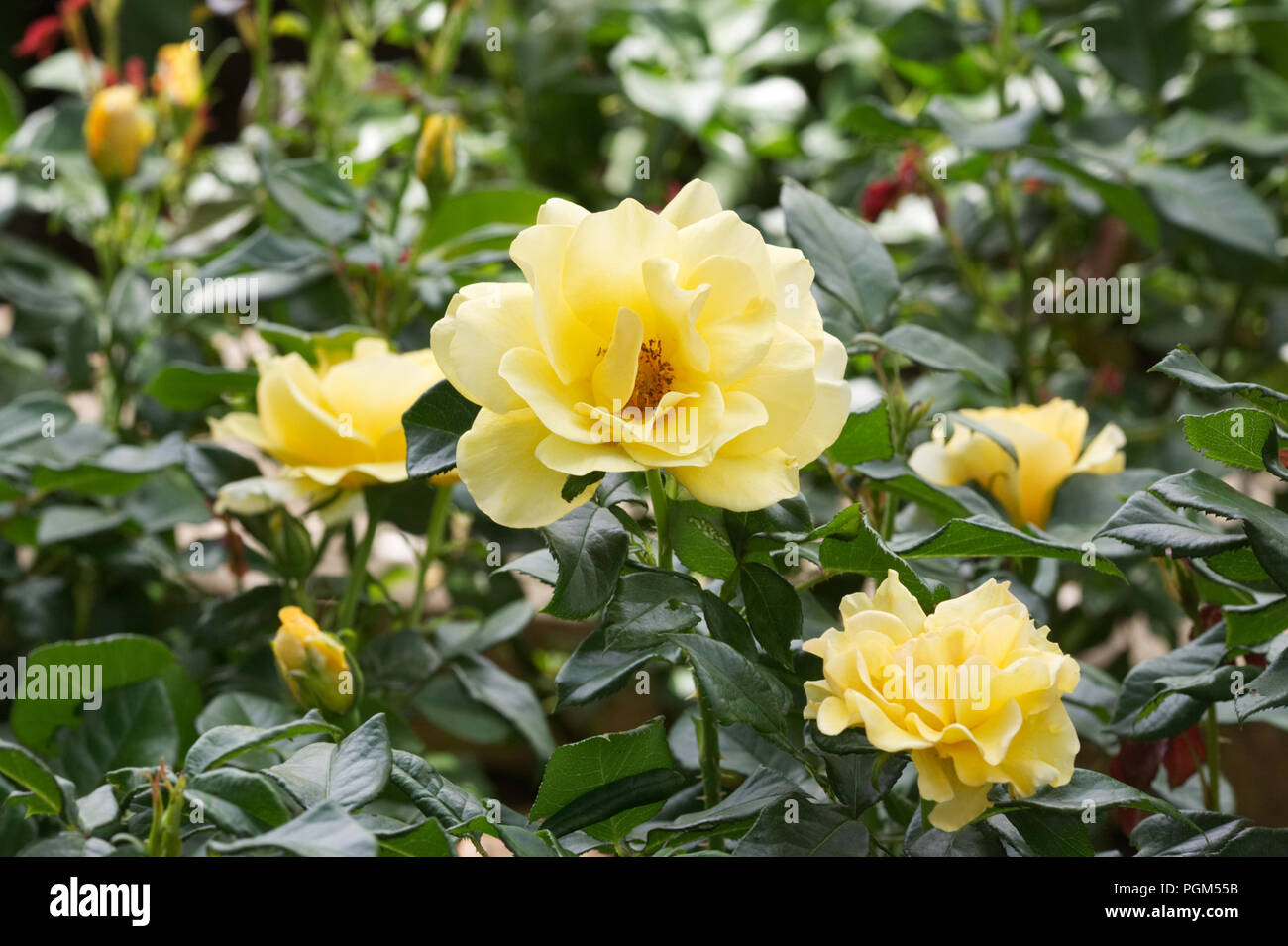 Rosa 'Frybountiful or Phab' fleurs. Banque D'Images