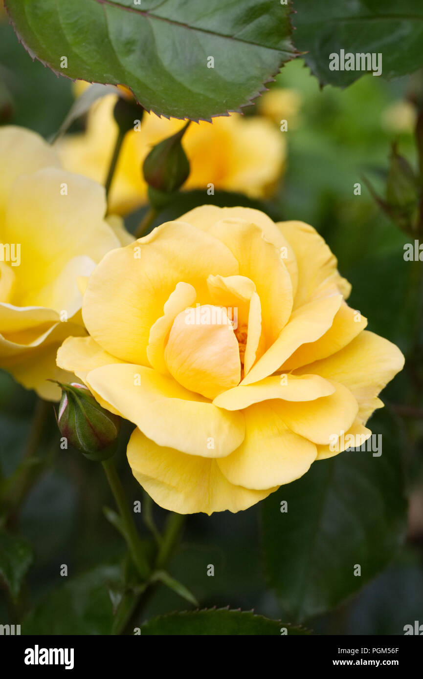 Rosa 'Harmode Allen Varenna' fleurs. Banque D'Images