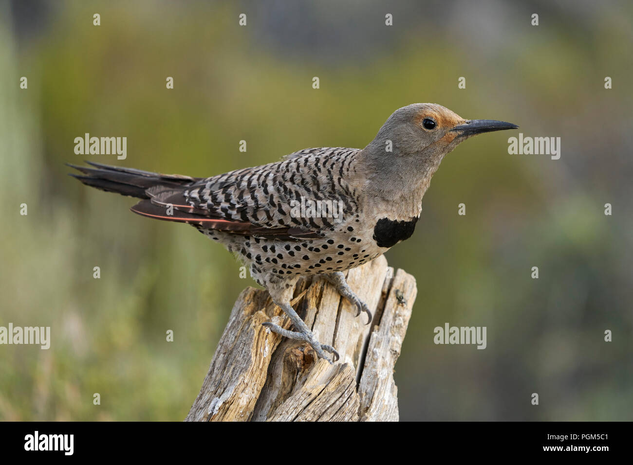 Le Nord ('red-shafted') Pic flamboyant (Colaptes auratus), comté de Lake Michigan Banque D'Images Le Nord ('red-shafted') Pic flamboyant (Colaptes auratus), comté de Lake Michigan Banque D'Images