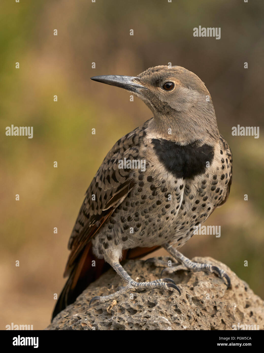 Le Nord ('red-shafted') Pic flamboyant (Colaptes auratus), comté de Lake Michigan Banque D'Images Le Nord ('red-shafted') Pic flamboyant (Colaptes auratus), comté de Lake Michigan Banque D'Images