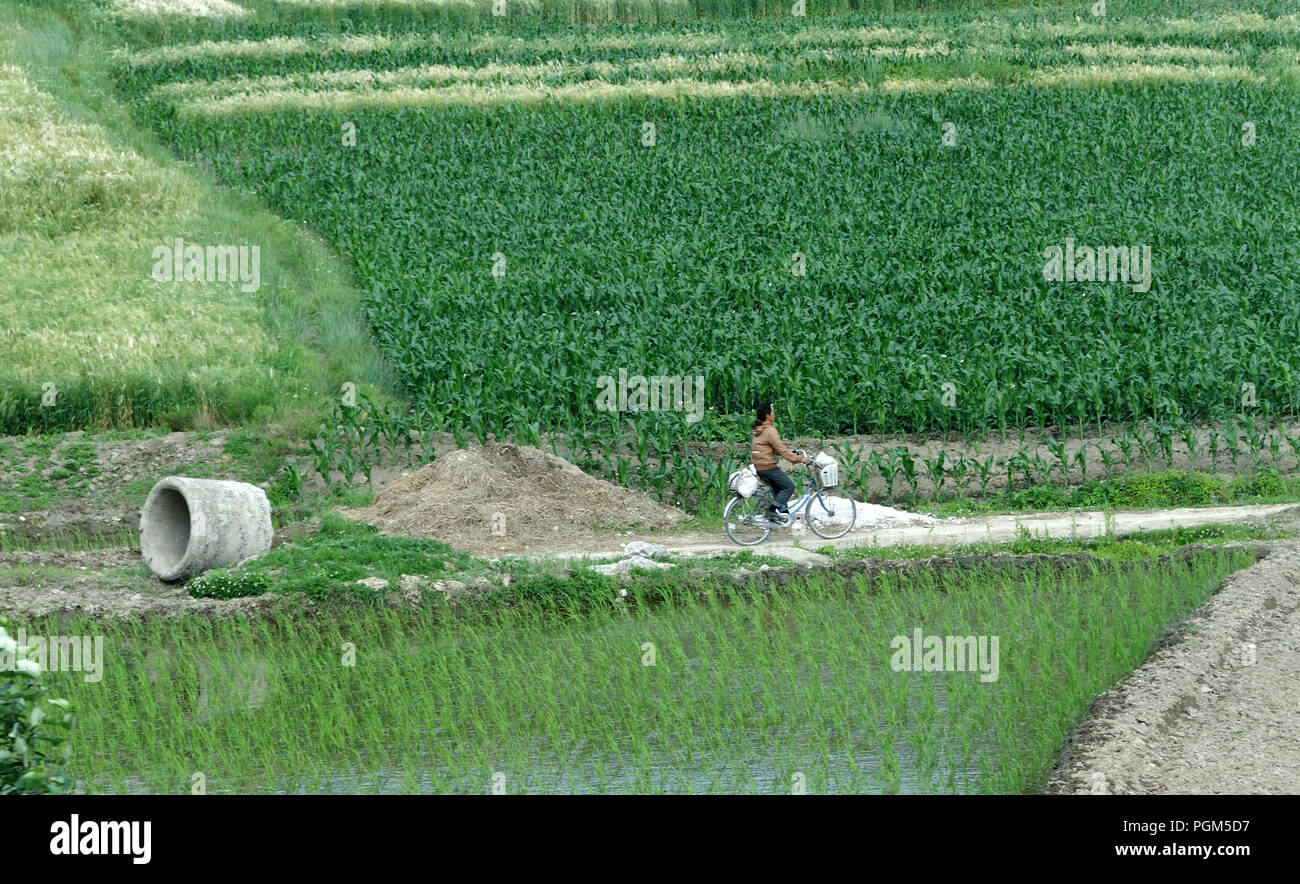 Seule femme cycliste passant dans un champ de riz avec tuyau de drainage à proximité Banque D'Images