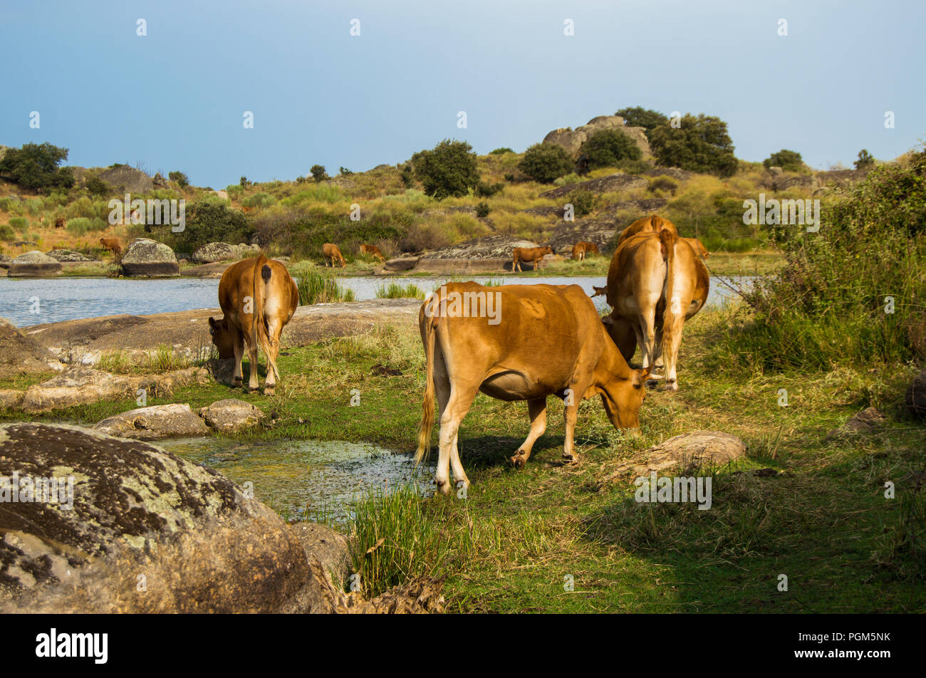 Monument naturel de los Barruecos en Malpartida de Cáceres, Extremadura. Paysage avec vaches sauvages le pâturage. Lieu archéologique avec ses vestiges romains. Banque D'Images