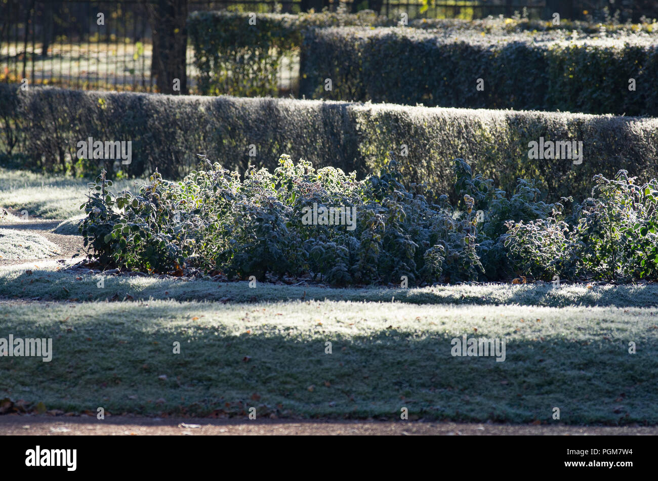 Le premier matin de gelées sur une pelouse du parc à l'automne Banque D'Images