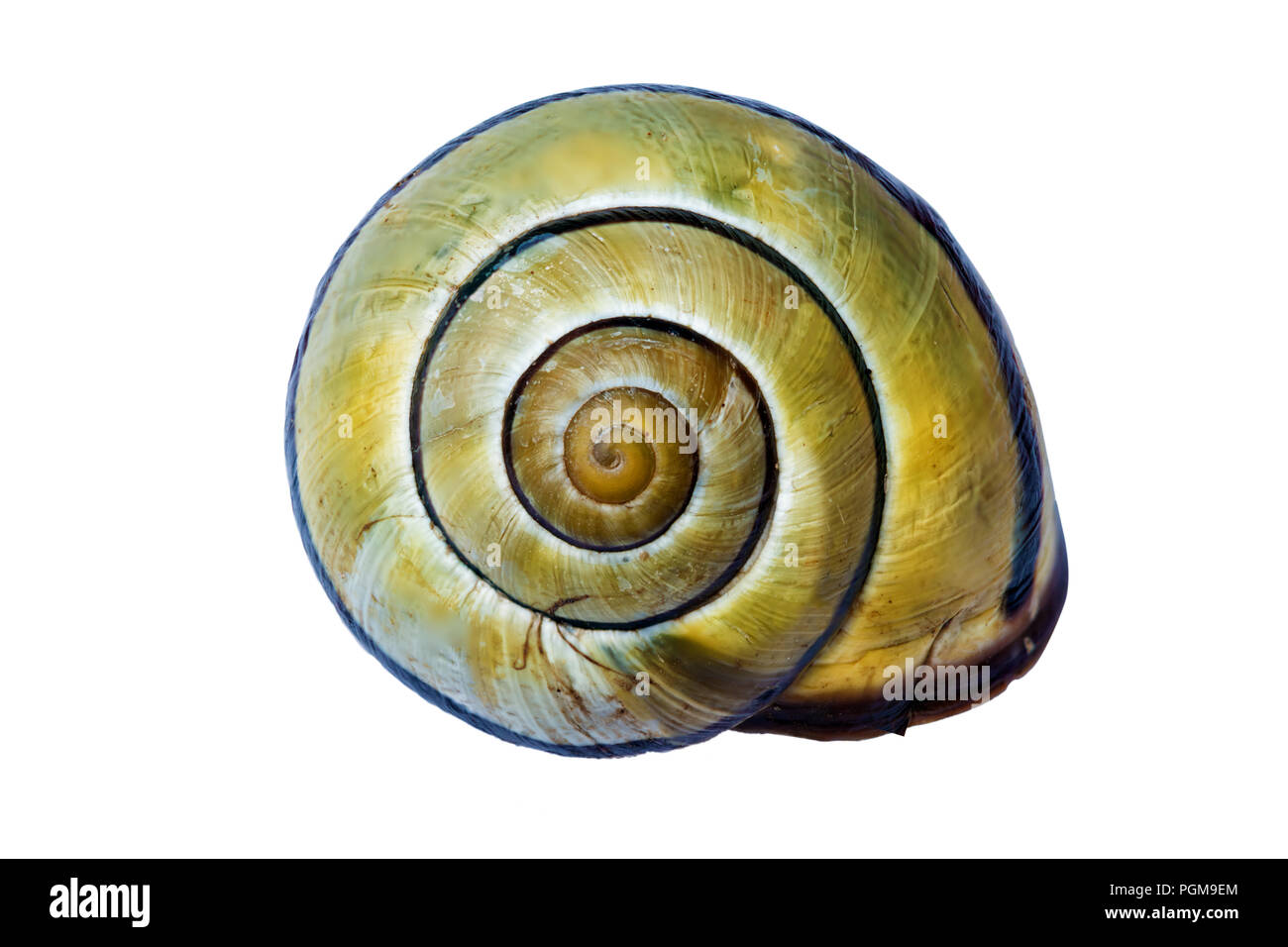 Dénudée jaune coquille d'escargot révélant la courbe de la spirale de Fibonacci mathématiques Banque D'Images