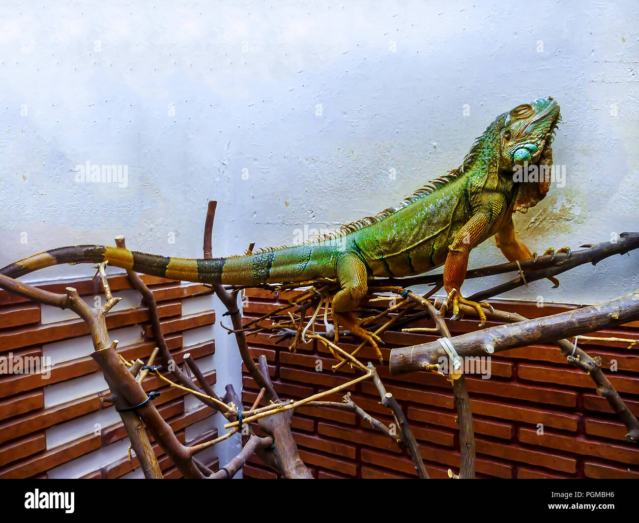 Lézard iguane. Animal domestique reposant, avec les yeux fermés. Le point de droit. Banque D'Images