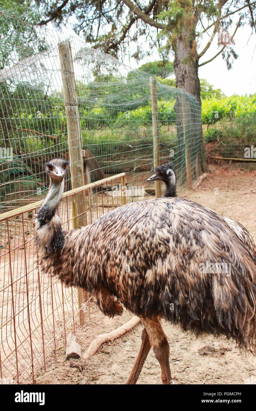 Autruche Drole Derriere Une Cloture Sur Une Ferme Au Portugal Photo Stock Alamy