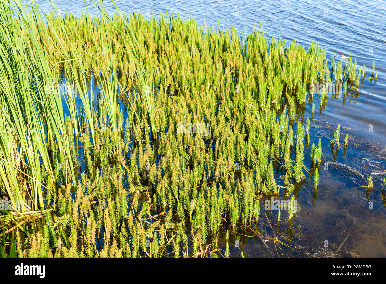Juments commun queue (Hippuris vulgaris) dans un lac peu profond de l'eau. Banque D'Images