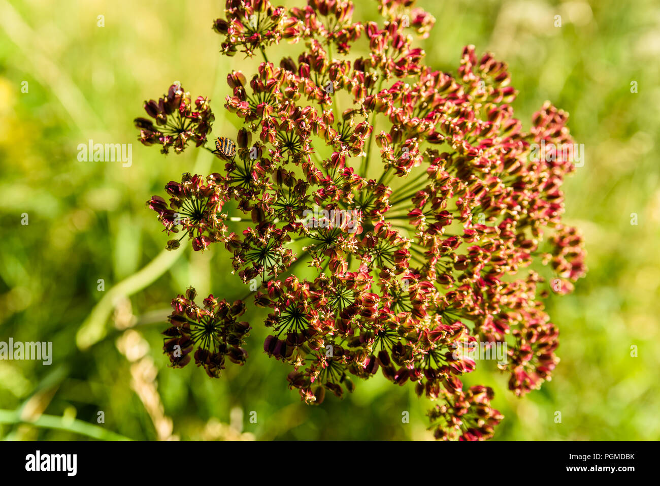 Graines d'angélique sauvage (Angelica sylvestris). Un rayé bug, alias minstrel (Graphosoma lineatum, bug) visible à gauche sur la plante. Banque D'Images