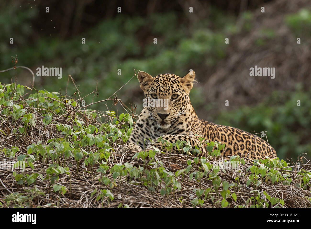 Un jeune léopard se reposant à la réserve de tigre de Bhadra, en Inde Banque D'Images