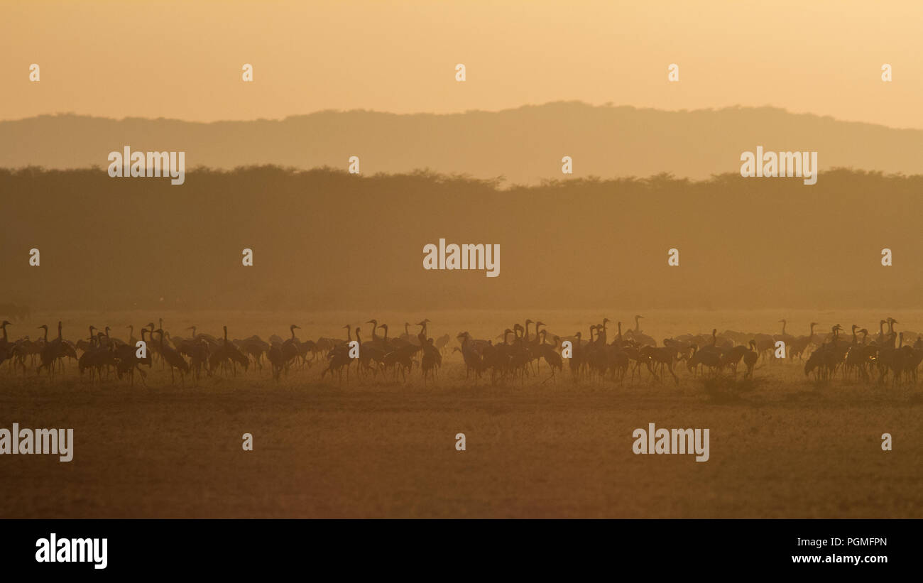 Grand groupe de grues cendrées (Grus grus), migrants, rassemble au coucher du soleil dans les prairies de la Grande Banni Rann de Kutch, Gujarat, Inde Banque D'Images