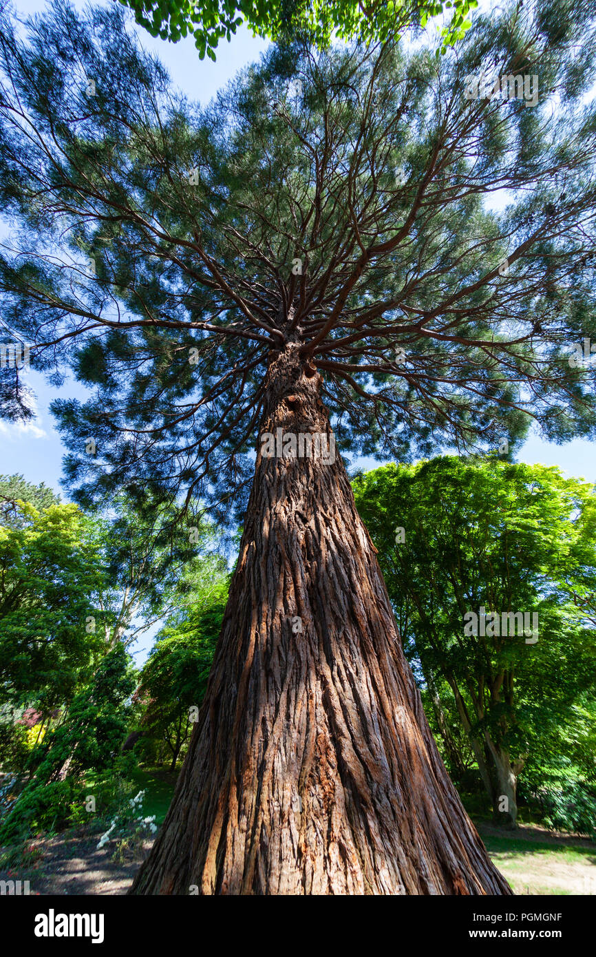 Un fisheye vue d'un séquoia géant poussant dans les jardins Bodnant, au nord du Pays de Galles Banque D'Images